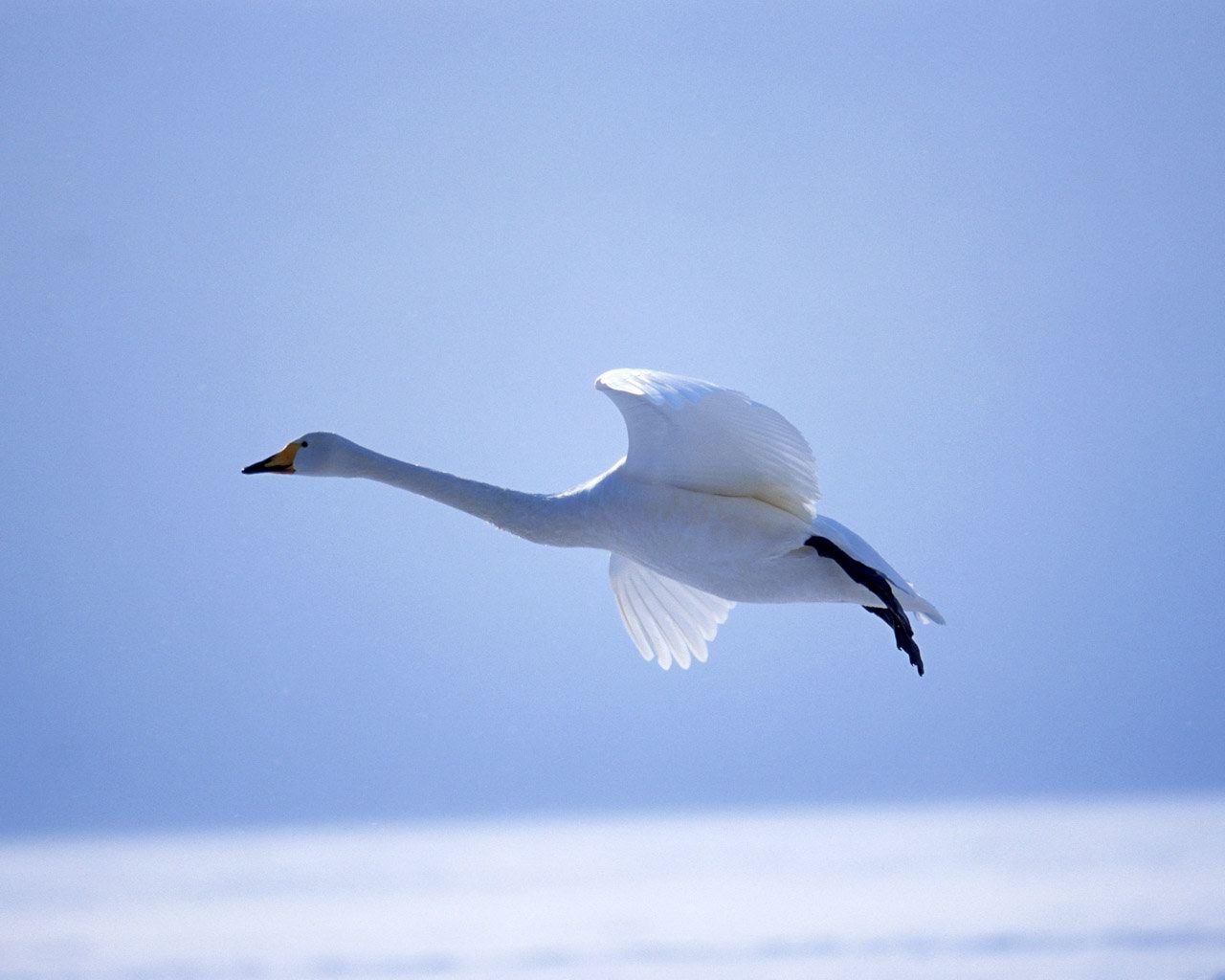 Flying Free Swan